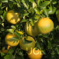 C-190 Citrumelo Trifoliate Hybrid Budwood citrus plant material online shopping