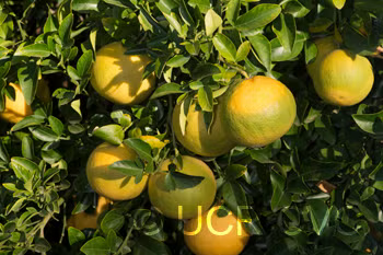 C-190 Citrumelo Trifoliate Hybrid Budwood citrus plant material online shopping
