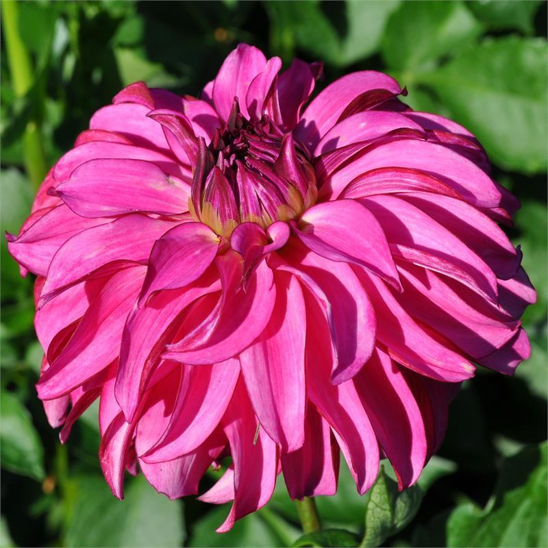 Drama Queen Dahlia Plants online shopping