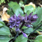 Evening Blush Hosta Plants online shopping