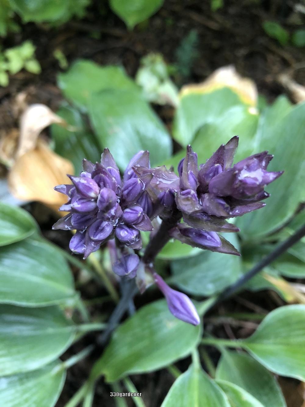 Evening Blush Hosta Plants online shopping