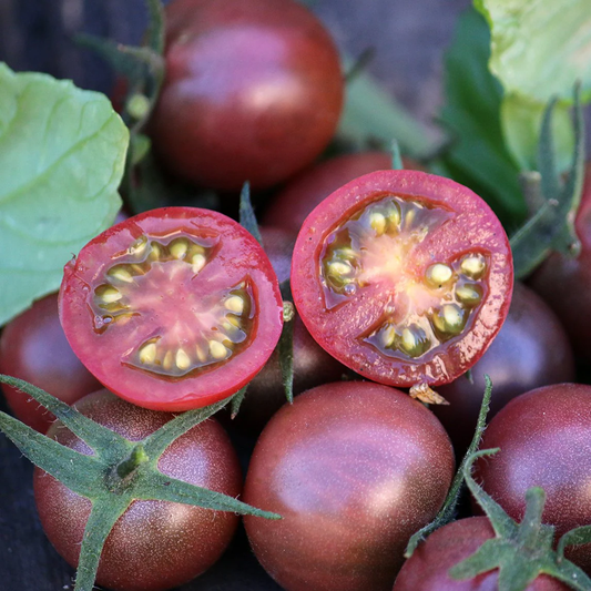 Black Cherry Tomato Seeds online shopping
