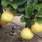 Ponderosa Hybrid Lemon Budwood citrus plant material online shopping