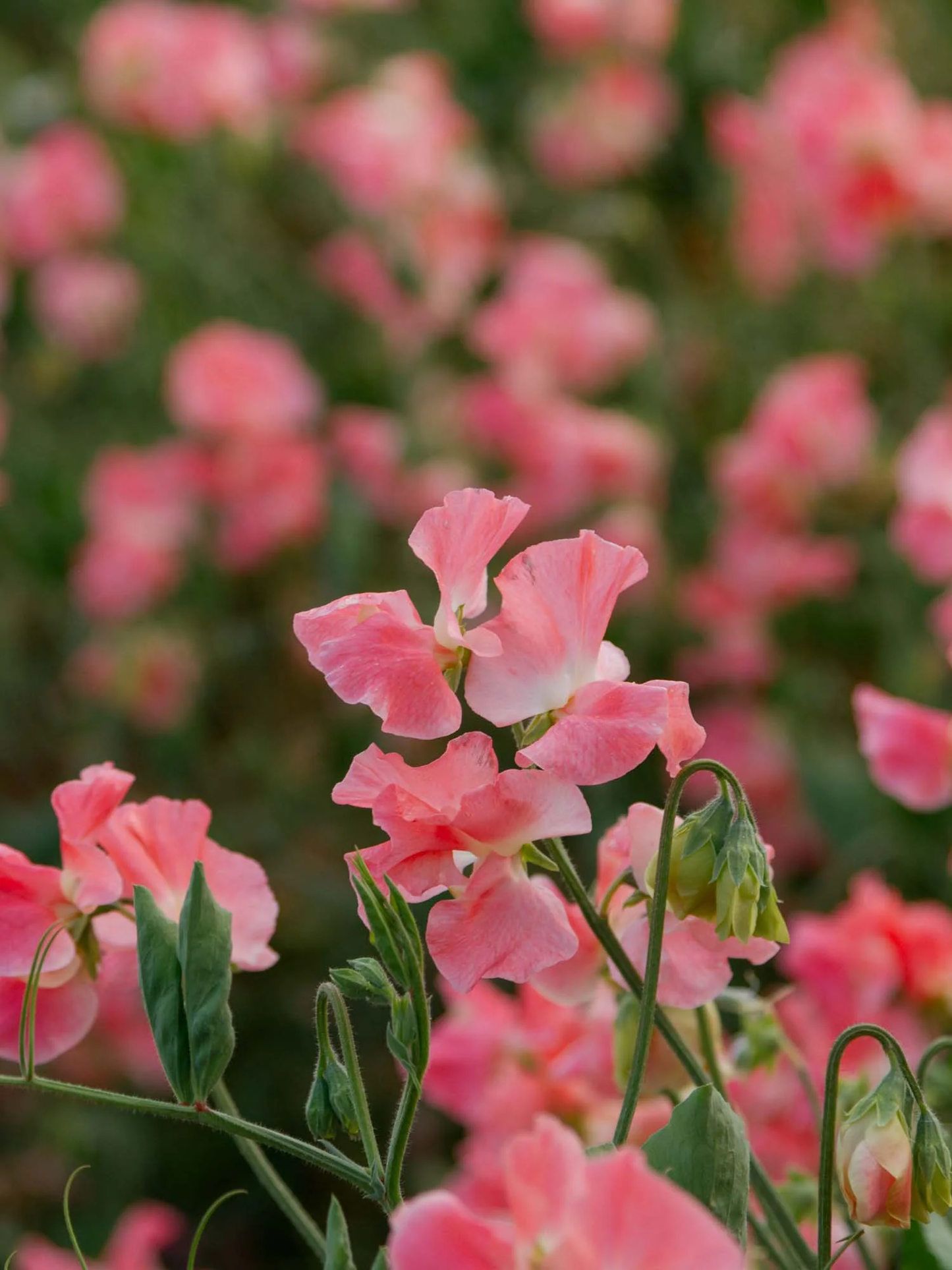 William & Catherine Sweet Pea