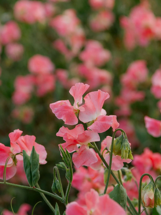 William & Catherine Sweet Pea