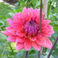 Fire Magic Dahlia