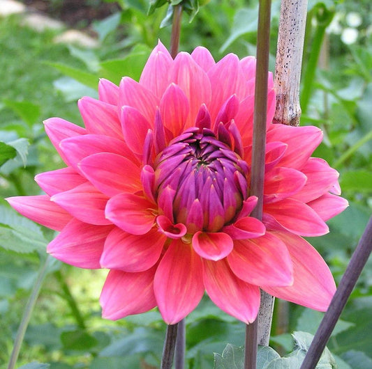 Fire Magic Dahlia