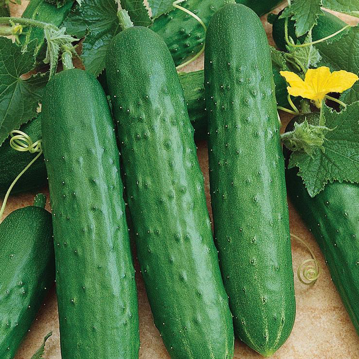 Spacemaster Cucumber Seeds online shopping