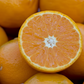 Pixie Mandarin Budwood citrus plant material online shopping
