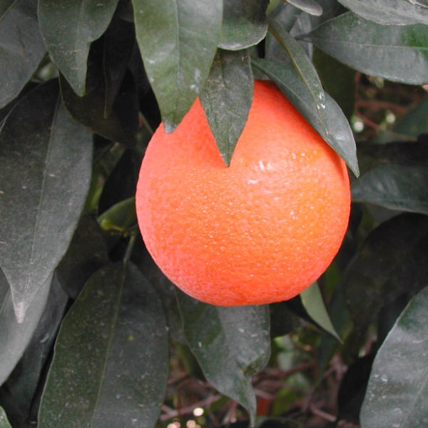 Trovita Sweet Orange Budwood citrus plant material online shopping