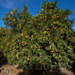 Shamouti Sweet Orange Plant citrus plant material online shopping