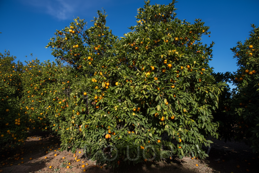 Shamouti Sweet Orange Plant citrus plant material online shopping