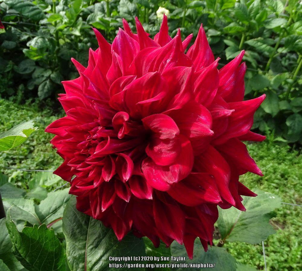 Zorro Dahlia