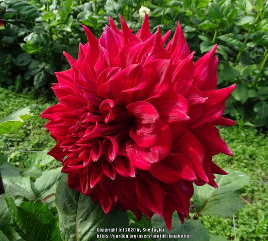 Zorro Dahlia