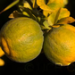 Trifoliate #22 Budwood citrus plant material online shopping