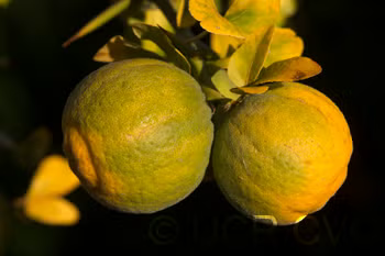 Trifoliate #22 Budwood citrus plant material online shopping