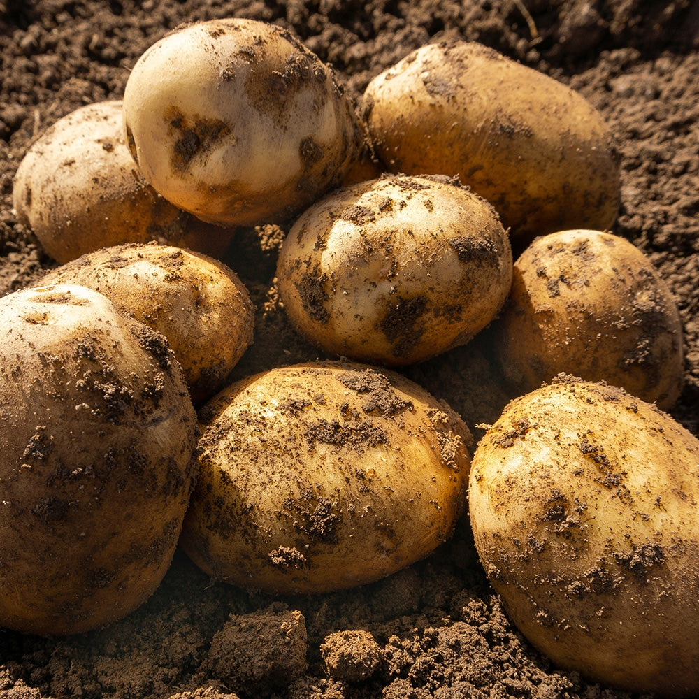Grand Duke Seed Potato online shopping