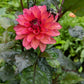 Groovy Dahlia