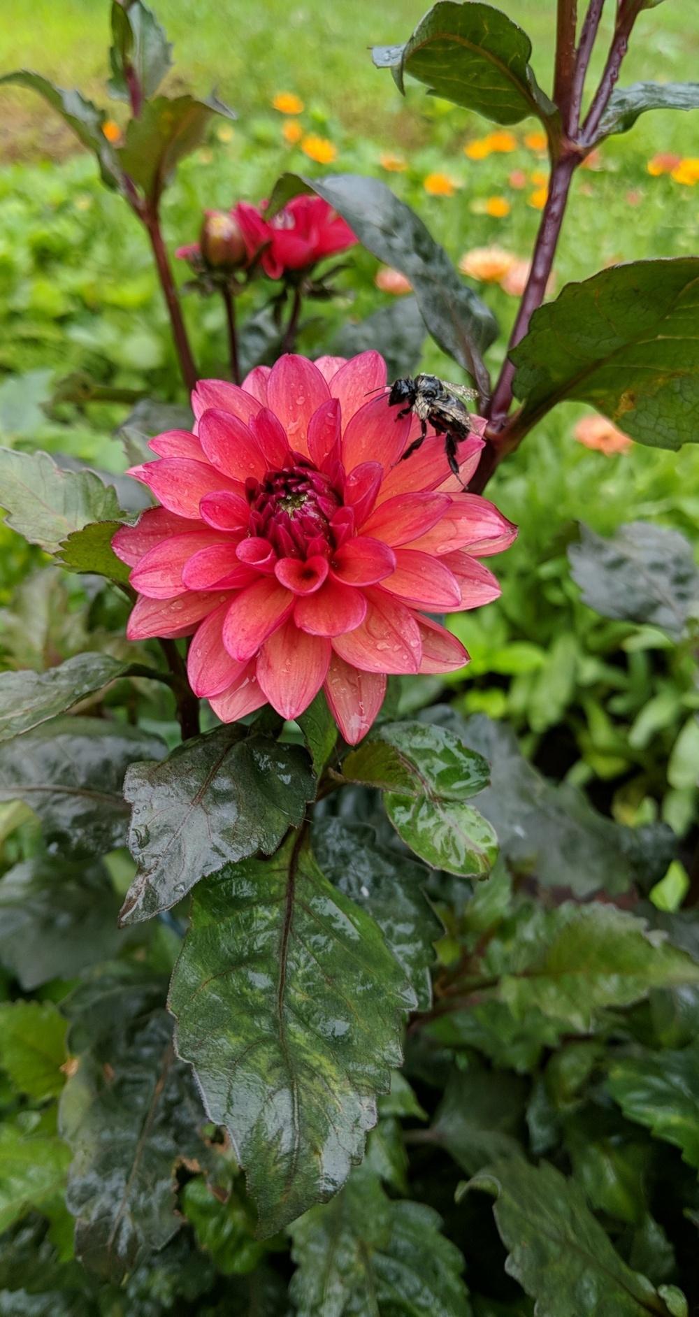 Groovy Dahlia