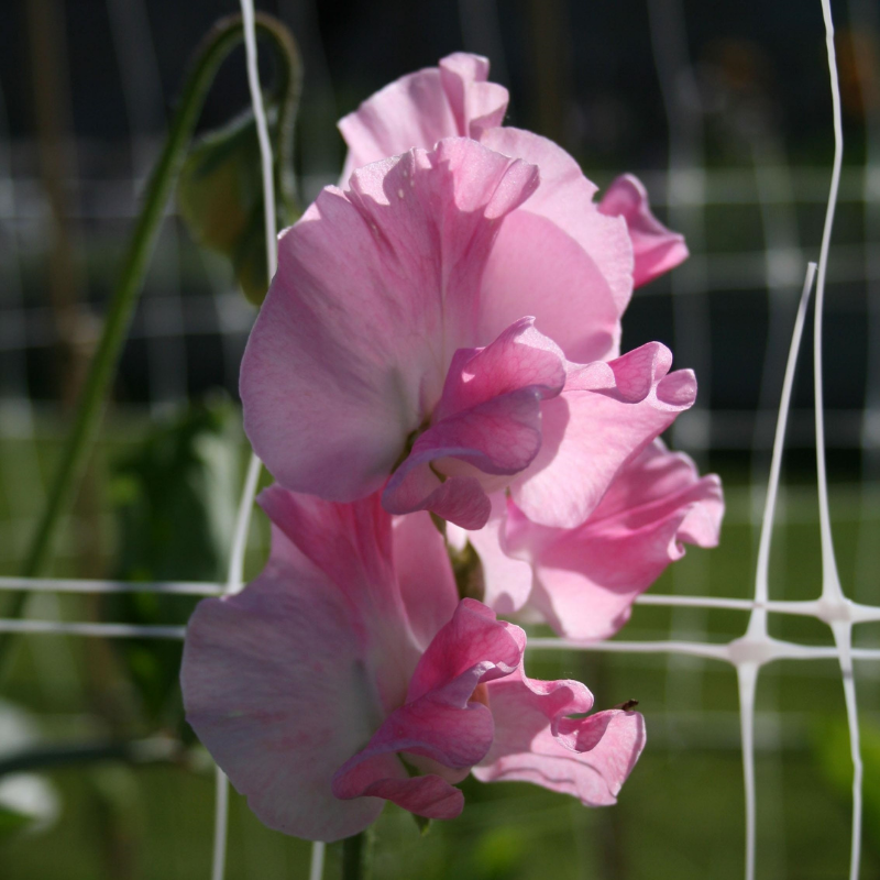 Mrs Bernard Jones Sweet Pea seeds online shopping