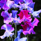Blue Shift Sweet Pea seeds online shopping