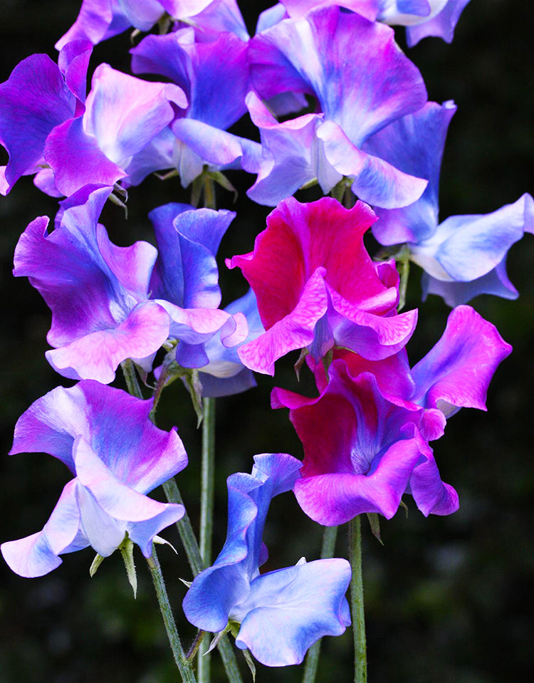 Blue Shift Sweet Pea seeds online shopping