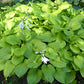 Fried Bananas Hosta Plants online shopping