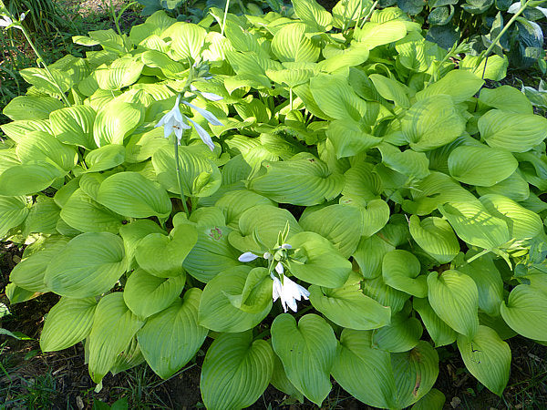 Fried Bananas Hosta Plants online shopping