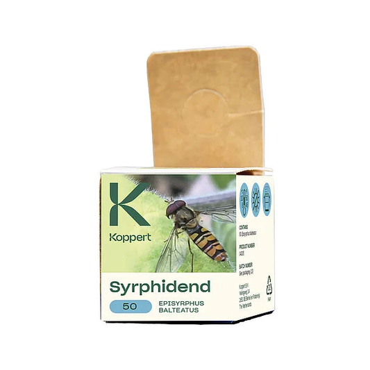 Syrphidend Beneficial Hoverfly