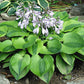 Luna Moth Hosta Plants online shopping