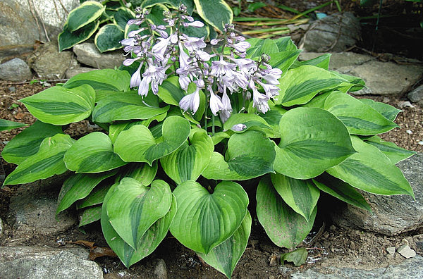 Luna Moth Hosta Plants online shopping