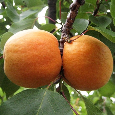 Hargrand Apricot