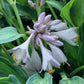 Stand By Me Hosta Plants online shopping