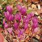 Zonatus Fall Flowering Crocus Corms
