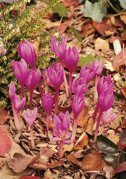 Zonatus Fall Flowering Crocus Corms