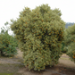 Variegated Calamondin Budwood citrus plant material online shopping
