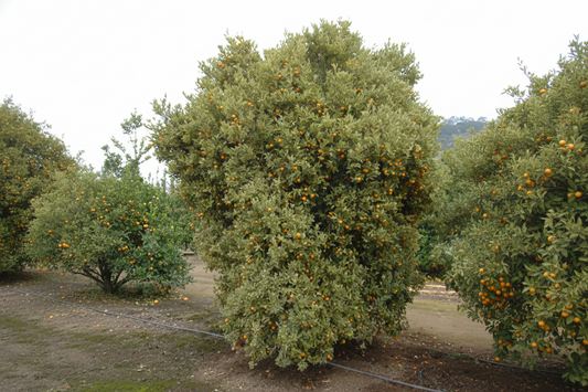 Variegated Calamondin Budwood citrus plant material online shopping