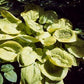 Zounds Hosta Plants online shopping
