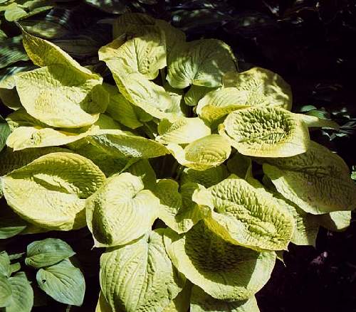 Zounds Hosta Plants online shopping