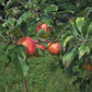Norkent Apple