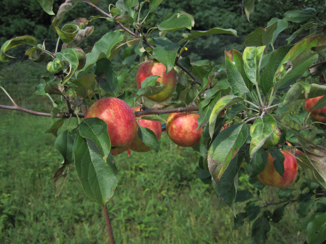 Norkent Apple