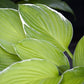 Moonlight Hosta Plants online shopping