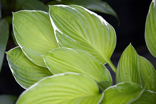 Moonlight Hosta Plants online shopping