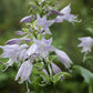 Unruly Child Hosta Plants online shopping