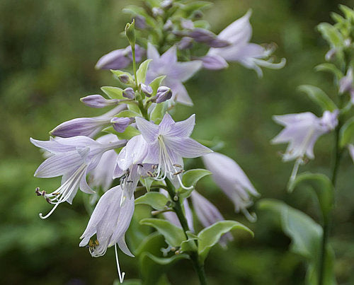 Unruly Child Hosta Plants online shopping