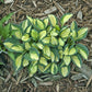 Purple Heart Hosta Plants online shopping