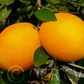 Carter Navel Orange Budwood citrus plant material online shopping