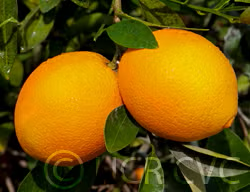 Carter Navel Orange Budwood citrus plant material online shopping