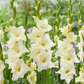 Speed Date Gladiolus Corms