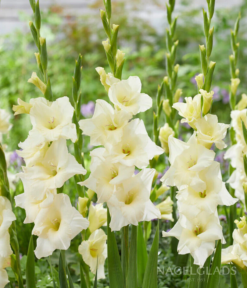 Speed Date Gladiolus Corms